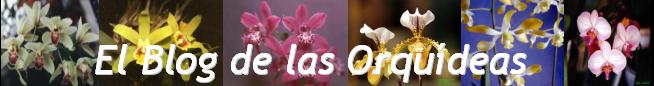 El Blog de la Orqu�deas