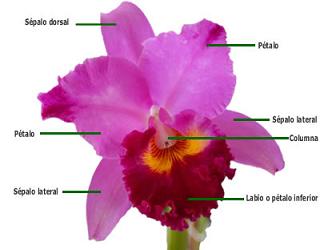 ¿Cuáles son las principales características de las orquídeas?